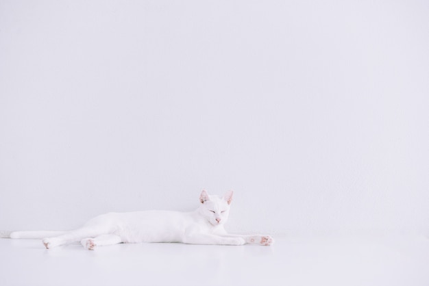 Retrato del gato blanco puro que se acuesta en piso en casa con blanco.