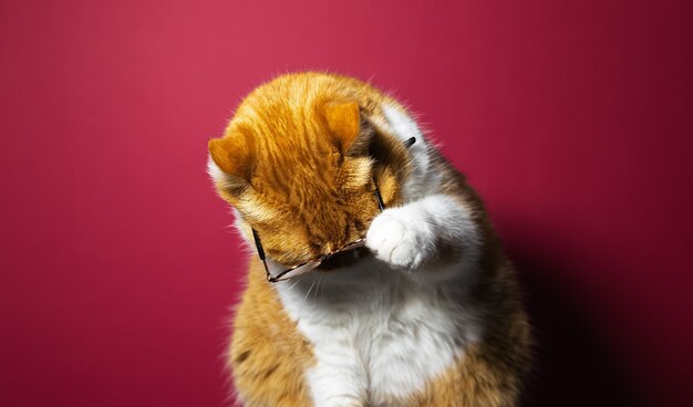 Retrato de gato blanco rojo británico de pelo corto