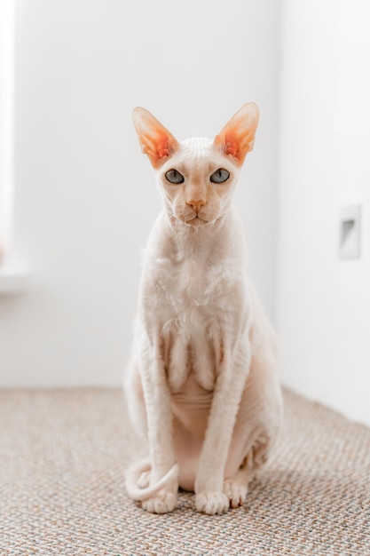 Retrato de un gato blanco sentado en casa