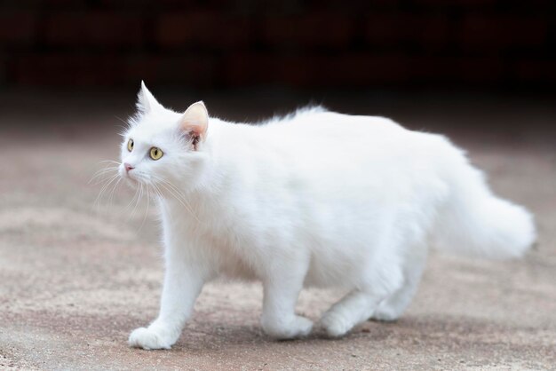 Foto retrato de un gato blanco