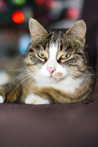 Retrato de gato bonito mirando a la cámara de cerca