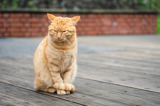 Retrato Gato bonito sentado em frente à casa É um animal de estimação fofo e bons hábitos