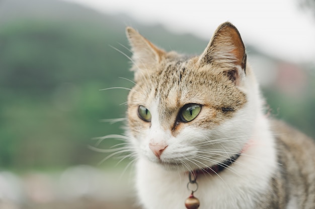 Retrato Gato bonito sentado em frente à casa É um animal de estimação fofo e bons hábitos