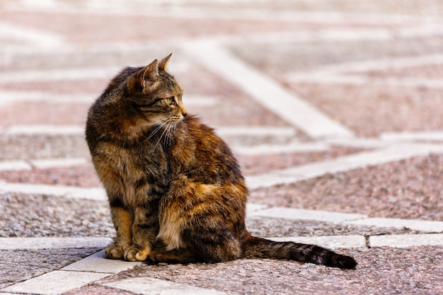 Foto retrato de un gato bonito está sentado en el suelo