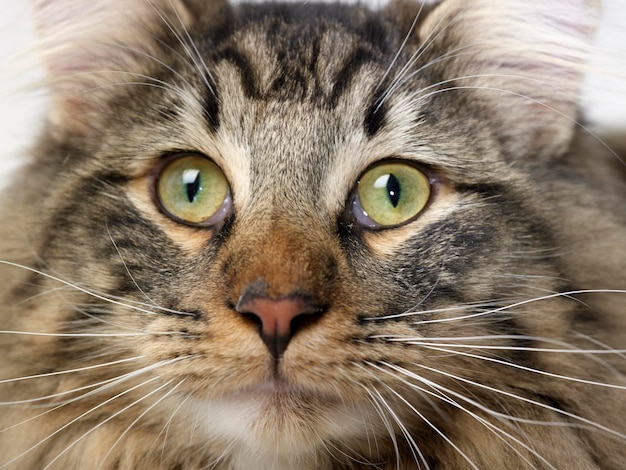 Retrato del gato del bosque noruego