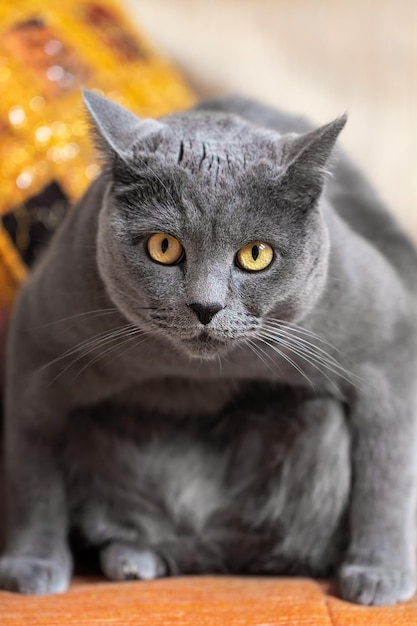 Retrato de un gato británico grande gris