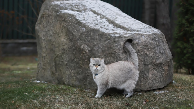 Retrato de un gato británico de pelo corto gris y blanco con ojos azules Pelo largo liso de pura raza esponjosa caminando afuera cerca de la roca cerca del fondo