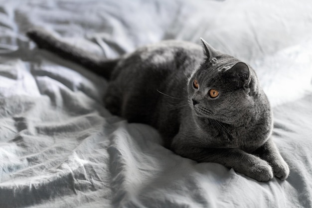 Retrato de gato británico de pelo corto sobre un fondo blanco