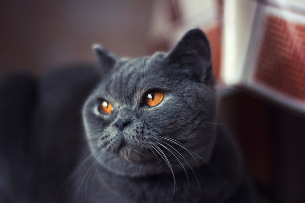 Retrato de gato británico de pelo corto