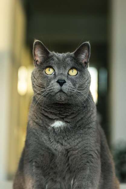 Retrato de un gato británico que mira hacia arriba