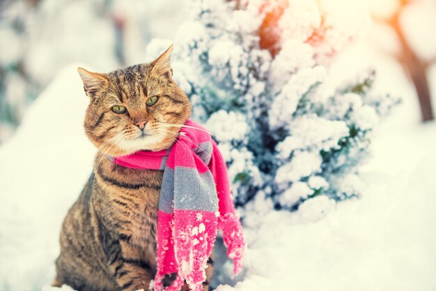 Retrato de un gato con bufanda cerca de abeto nevado. Gato sentado al aire libre en invierno