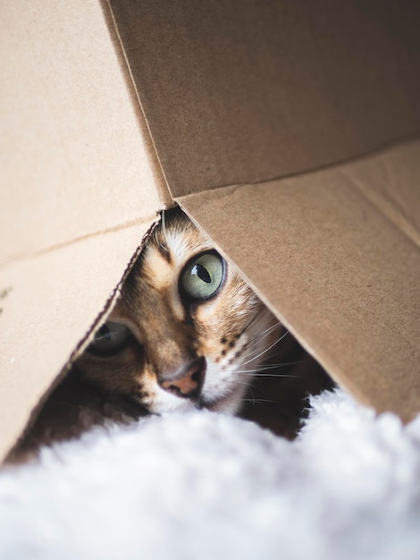 Retrato de un gato bajo una caja en una alfombra