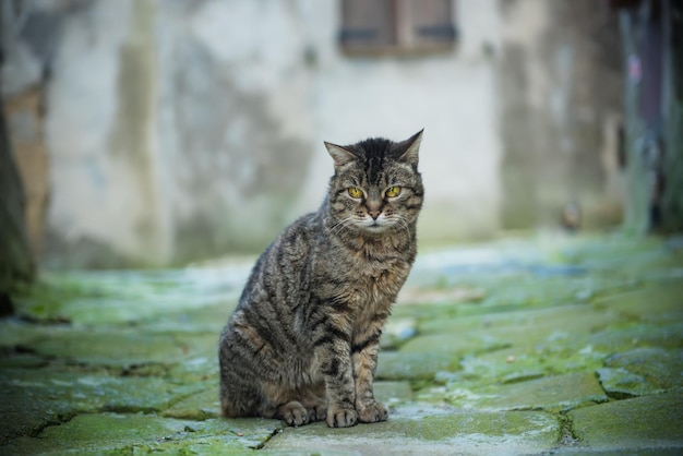 Retrato de un gato callejero gris atigrado con ojos verdes sentado y mirando en la vieja ciudad europea, fondo natural animal