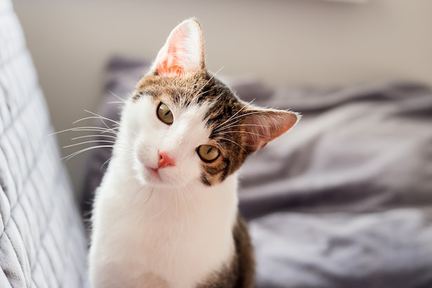 Retrato de un gato callejero malvado. El gato mira con malicia, con incredulidad.