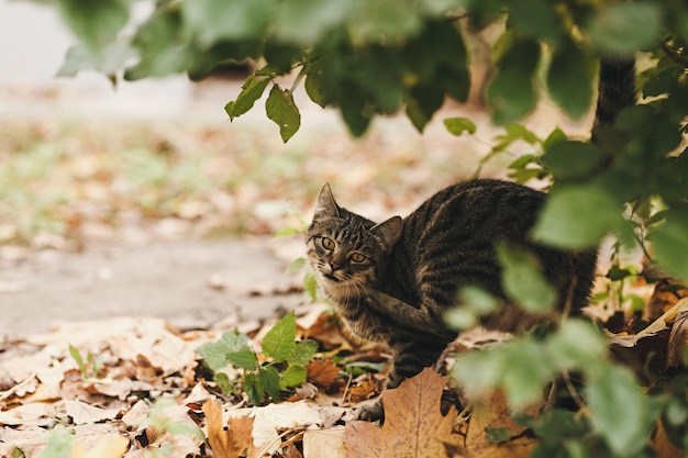 Retrato de un gato callejero en la naturaleza junto a los arbustos al aire libre