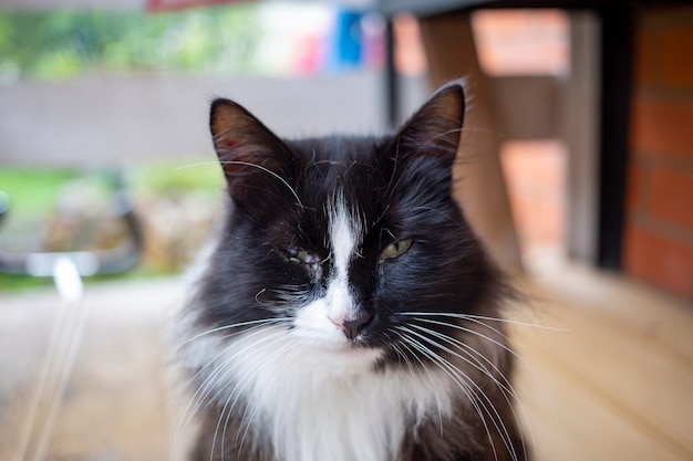 Retrato de un gato callejero con un ojo adolorido.