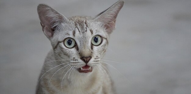 El retrato del gato callejero tailandés