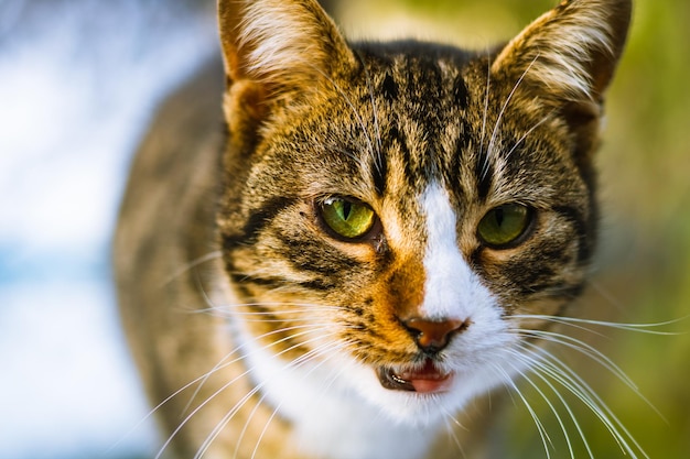 Foto retrato de un gato callejero