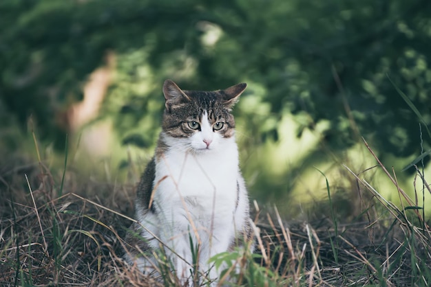 Retrato de gato callejero