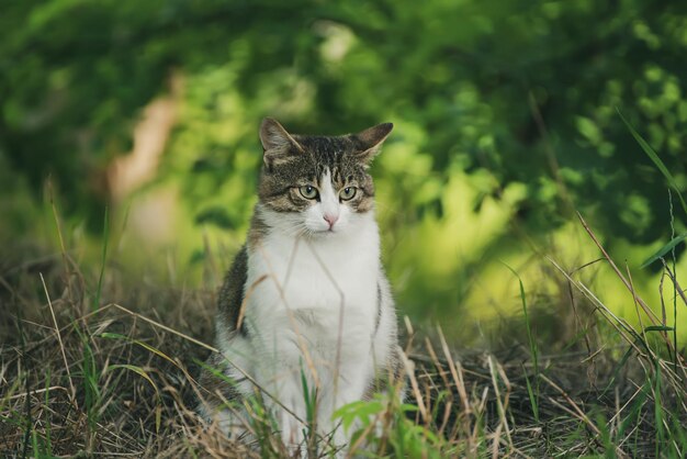 Retrato de gato callejero