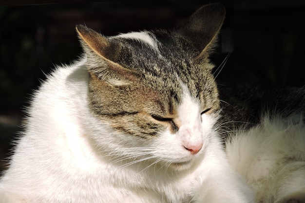 Retrato de gato callejero