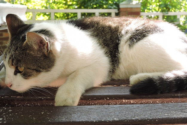 Retrato de gato callejero