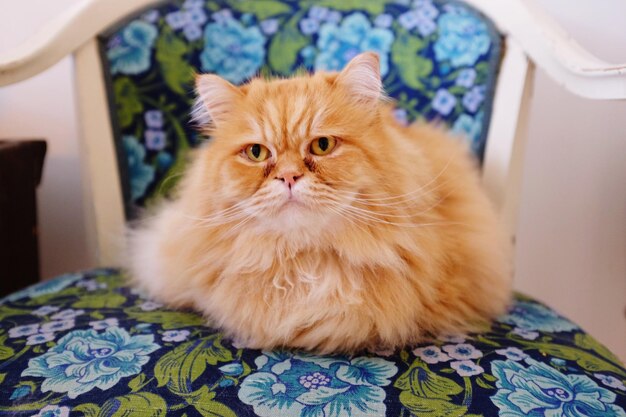 Retrato de un gato en la cama de su casa