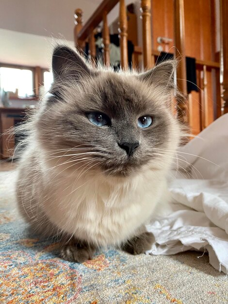 Foto retrato de un gato en la cama de su casa