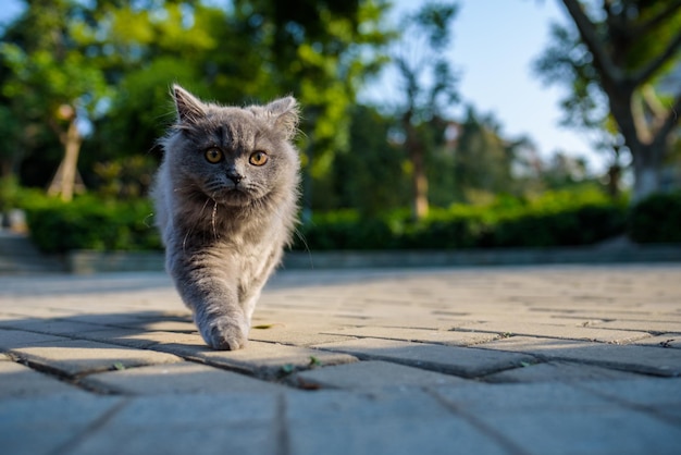Retrato de un gato caminando por un sendero