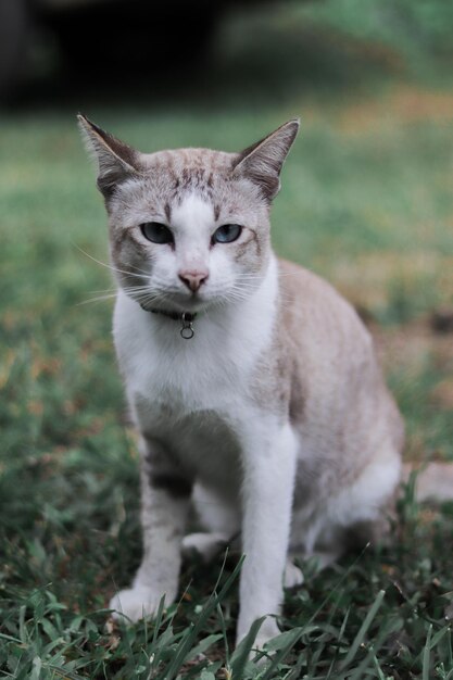 Foto retrato de un gato en el campo