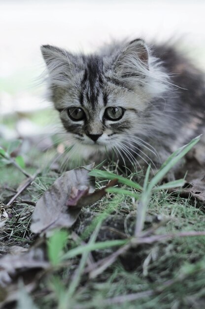 Retrato de un gato en el campo