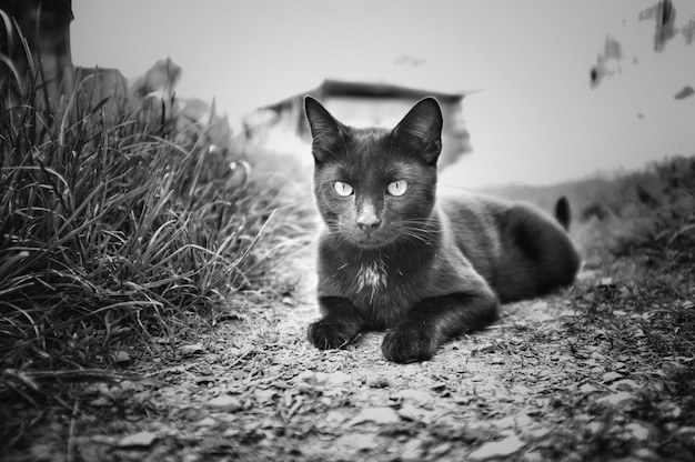 Foto retrato de un gato en el campo