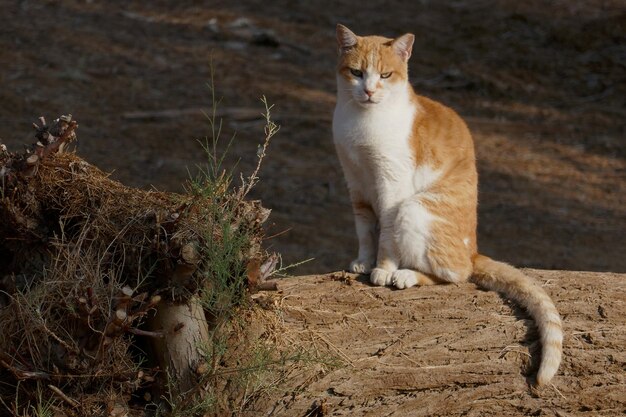 Foto retrato de un gato en el campo