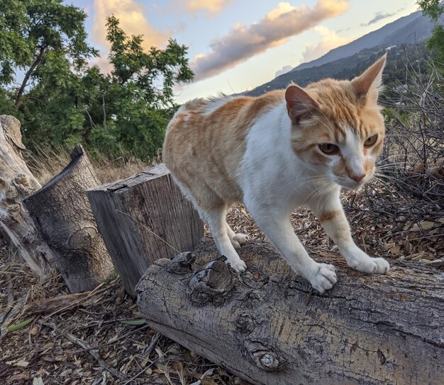 Foto retrato de un gato en el campo