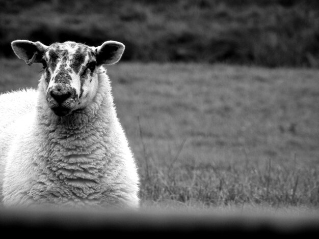 Foto retrato de un gato en el campo