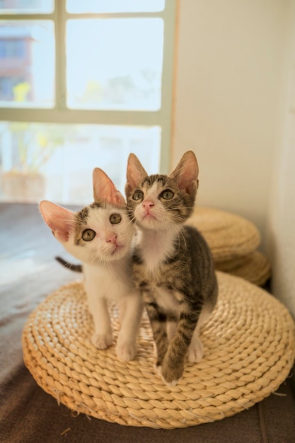 Foto retrato de un gato en la canasta en casa