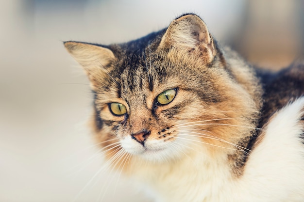 Retrato de gato de cerca, solo recorte de cabeza