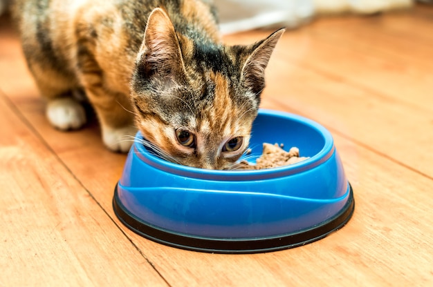 Retrato de un gato comiendo de un recipiente azul en el suelo