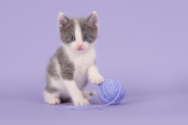Retrato de un gato contra un fondo azul