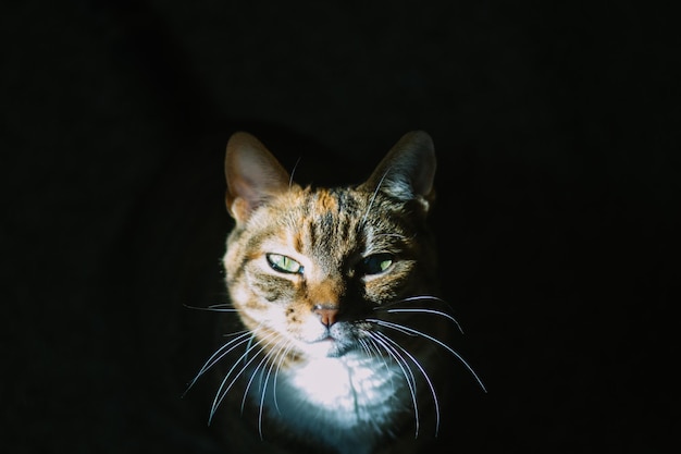Retrato de un gato contra un fondo negro