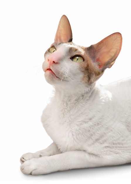 Retrato de un gato Cornish Rex aislado sobre fondo blanco.