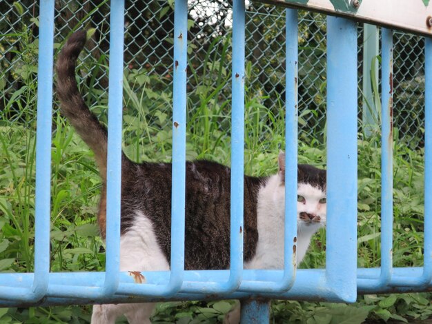 Retrato de un gato detrás de una valla en el campo