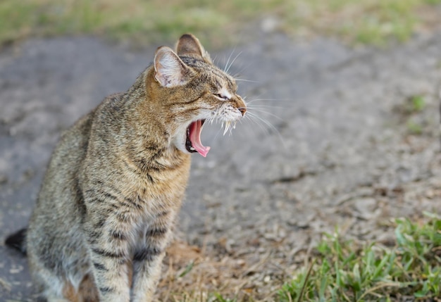 Retrato de gato doméstico adulto de cerca