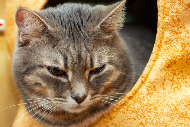 Retrato de gato doméstico atigrado gris en la casa del gato amarillo