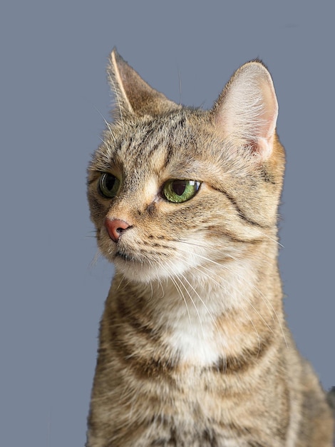 Foto retrato de un gato doméstico atigrado con ojos verdes cara incrédula enojado aislado