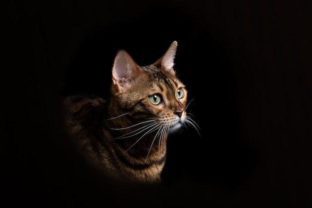 Retrato de un gato doméstico de Bengala.