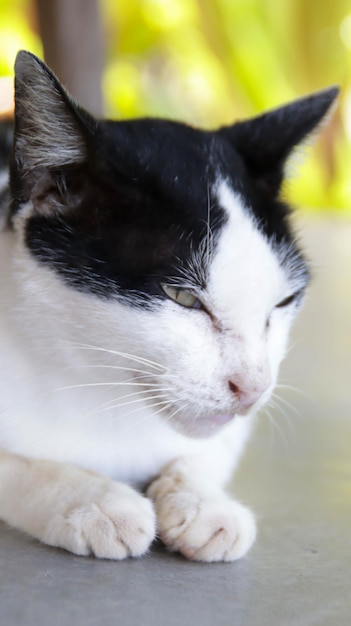 Un retrato de un gato doméstico blanco y negro con los ojos casi cerrando el frío y relajado sentado en el suelo con un fondo borroso