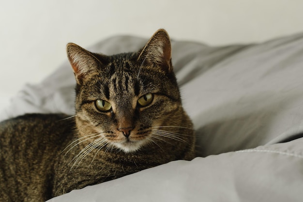 Retrato de un gato doméstico descansando en la habitación