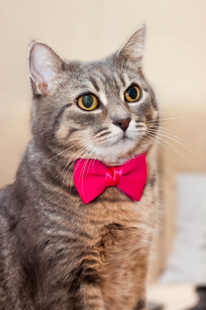 Foto retrato de gato doméstico gris atigrado con un lazo rosa