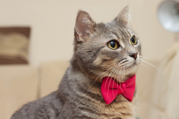 Retrato de gato doméstico gris atigrado con un lazo rosa